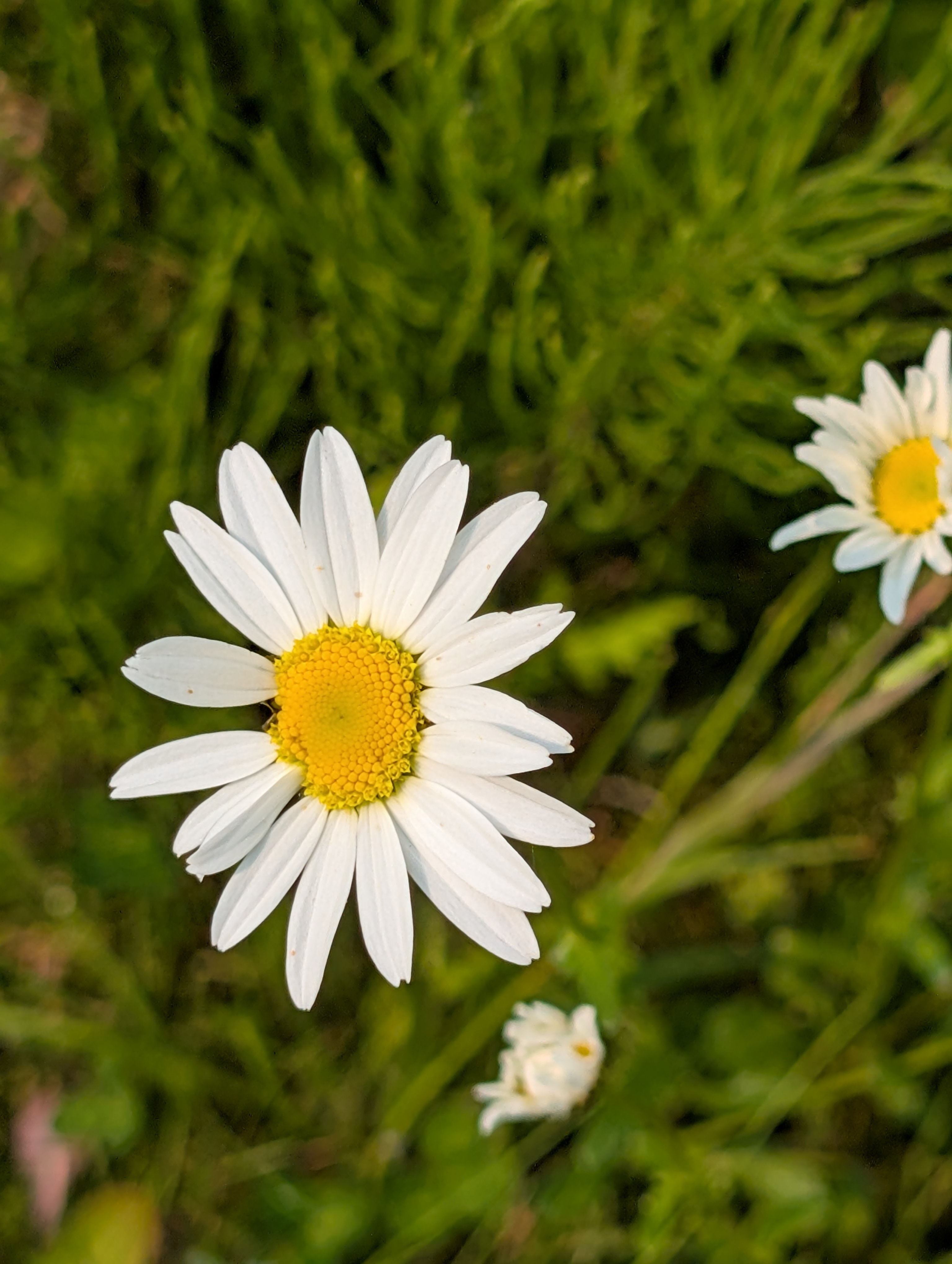 A wild daisy in the grass