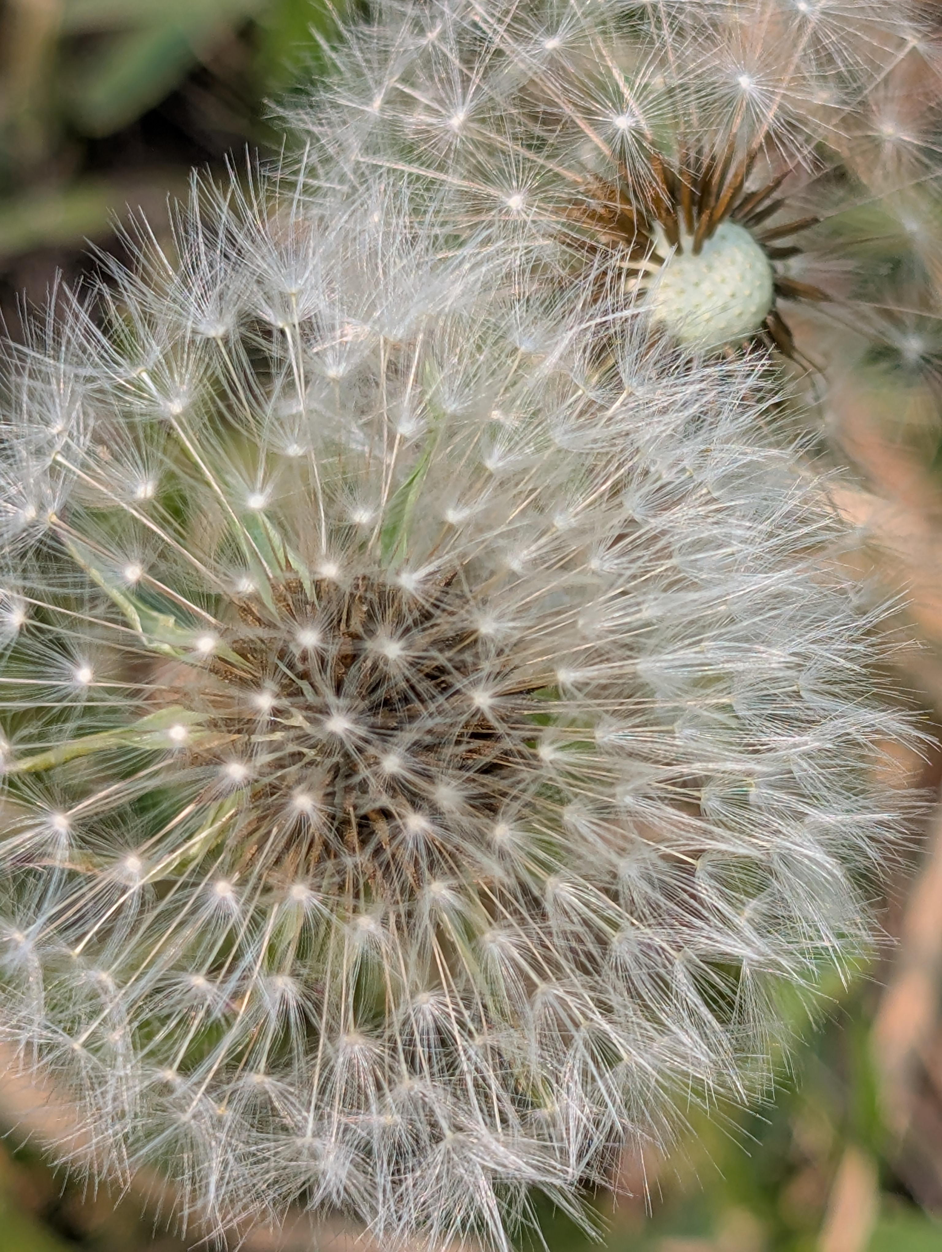 A dandelion seed head