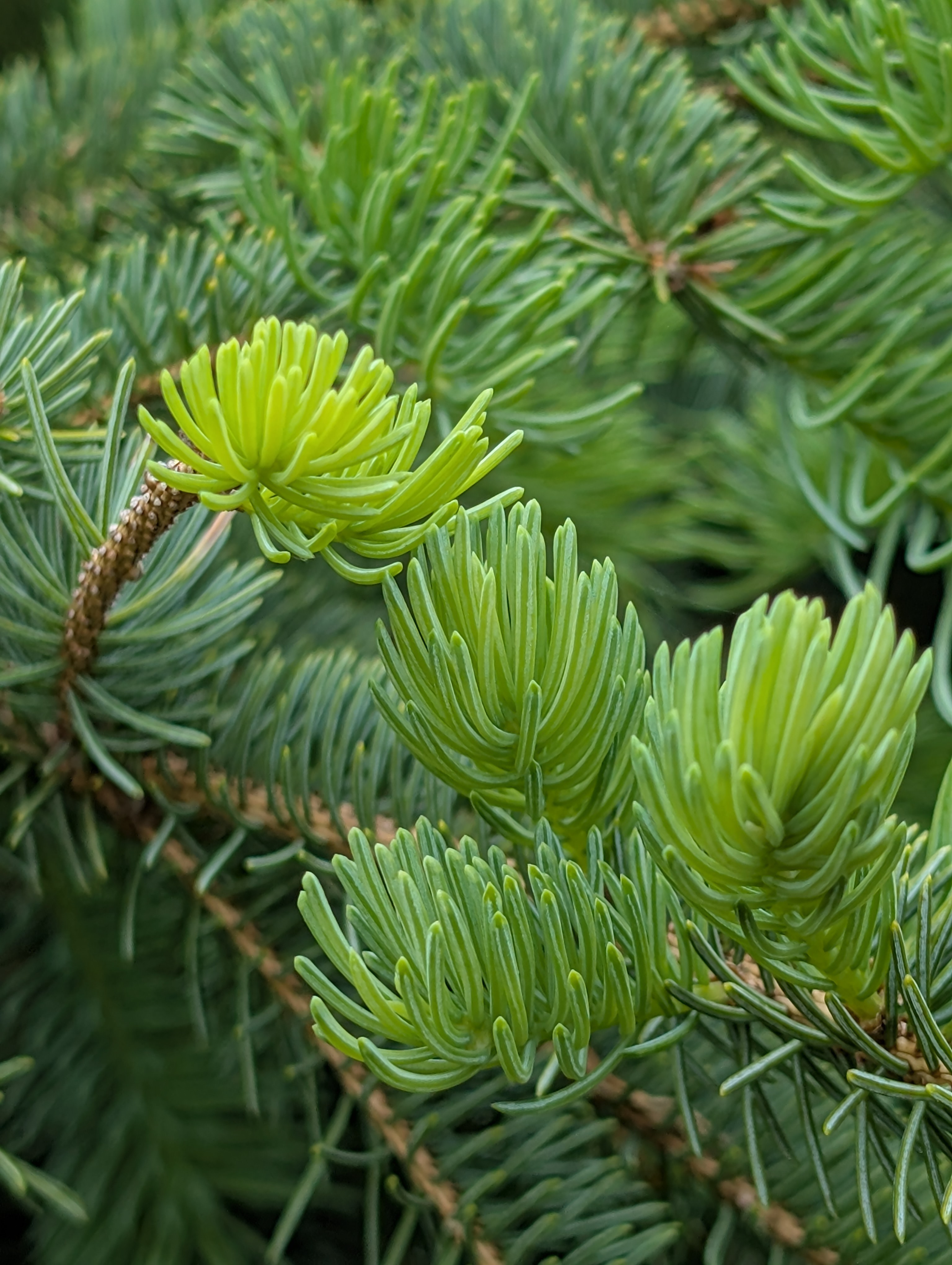 Fresh green growth on an evergreen branch