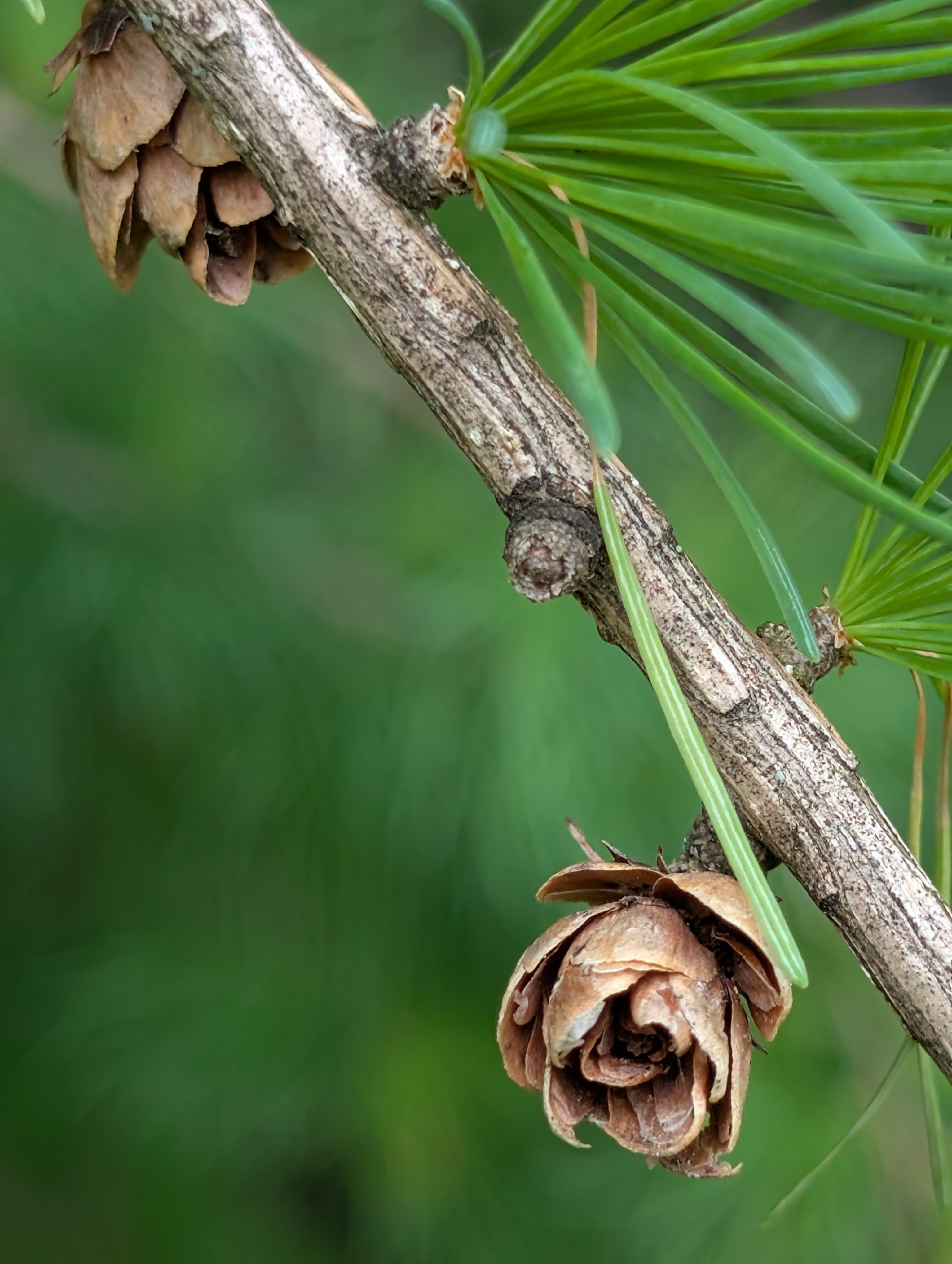 A pinecone on a forest branch